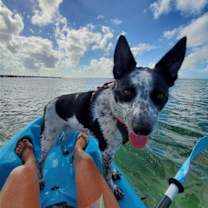 Thumbnail photo of Gypsy Rose #2