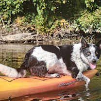 Thumbnail photo of Gypsy Rose #3