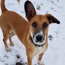 Thumbnail photo of Copper #3