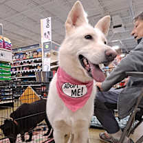 Thumbnail photo of Callie #2