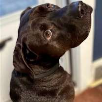 Thumbnail photo of Milo #3