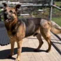 Thumbnail photo of Wallace #2