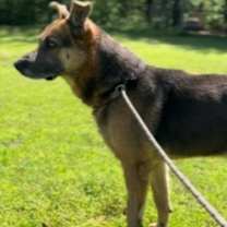 Thumbnail photo of Wallace #3