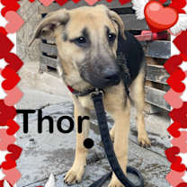 Thumbnail photo of Dexter, Lolo, Willy & Thor #1