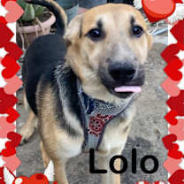 Thumbnail photo of Dexter, Lolo, Willy & Thor #2