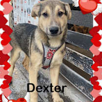 Thumbnail photo of Dexter, Lolo, Willy & Thor #3