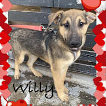 Thumbnail photo of Dexter, Lolo, Willy & Thor #4