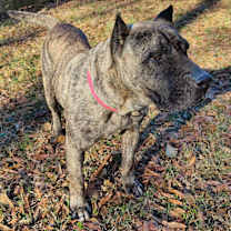 Thumbnail photo of Patty #2