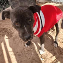 Thumbnail photo of ZINNIA #1