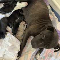 Thumbnail photo of ZINNIA #3