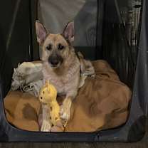 Thumbnail photo of ROMY #2