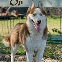 Thumbnail photo of Oji #1