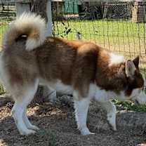 Thumbnail photo of Oji #2