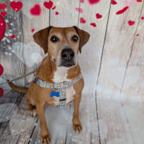 Thumbnail photo of Delight - 0$ adoption fee #1