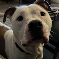 Thumbnail photo of Vincent (aka Vinny) #4