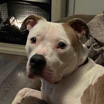 Thumbnail photo of Vincent (aka Vinny) #2