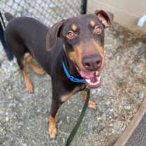 Thumbnail photo of Copper #4