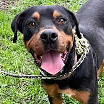 Thumbnail photo of Rumble #1