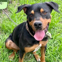 Thumbnail photo of Rumble #2