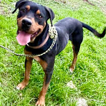 Thumbnail photo of Rumble #3