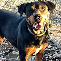 Thumbnail photo of Rumble #4