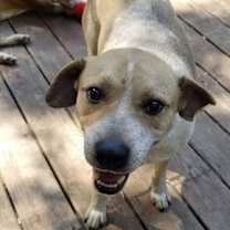 Thumbnail photo of Rambler #4