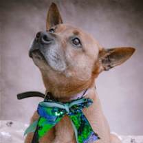 Thumbnail photo of Duke (Kenzo) #2