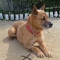 Thumbnail photo of Duke (Kenzo) #3