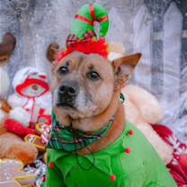 Thumbnail photo of Duke (Kenzo) #4