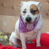 Thumbnail photo of Sporty Spots #3