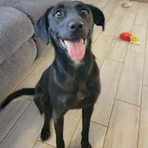 Thumbnail photo of Pixie #1