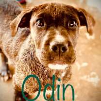 Thumbnail photo of Odin #3