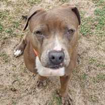 Thumbnail photo of Stray, *Trinity* Bicentennial #3