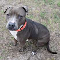 Thumbnail photo of Stray, *Trinity* Bicentennial #2