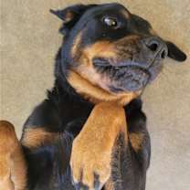 Thumbnail photo of Sweetie #4