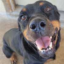 Thumbnail photo of Sweetie #1