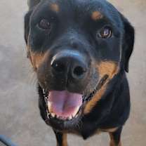 Thumbnail photo of Sweetie #2