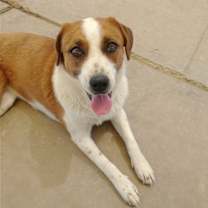 Thumbnail photo of Cleo- ** #4