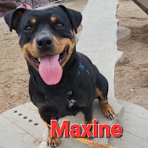 Thumbnail photo of Maxine #1