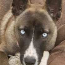 Thumbnail photo of Cielo Chula #1