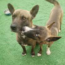 Thumbnail photo of Cielo Chula #4