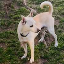 Thumbnail photo of Toby #3