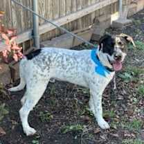 Thumbnail photo of Jasper #4