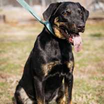 Thumbnail photo of Axle #2