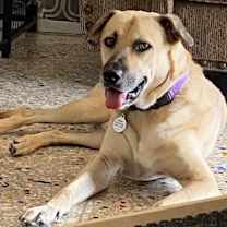 adopt-pet