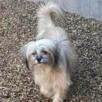 adopt-pet
