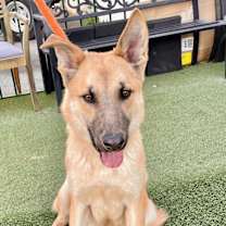 Thumbnail photo of Henry #2