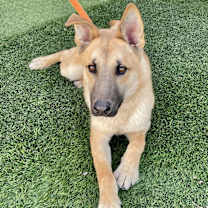 Thumbnail photo of Henry #3