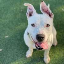 Thumbnail photo of Daisy #1