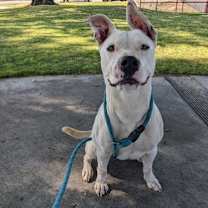 Thumbnail photo of Daisy #2